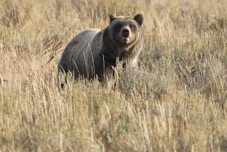 Hiker Assaulted by Grizzly in Yellowstone Flown to Medical Facility